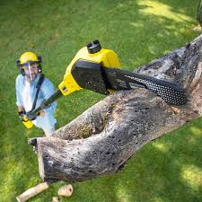 Best Tree Health Inspection  in Hedwig Village, TX